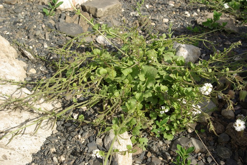 Alliaria taurica