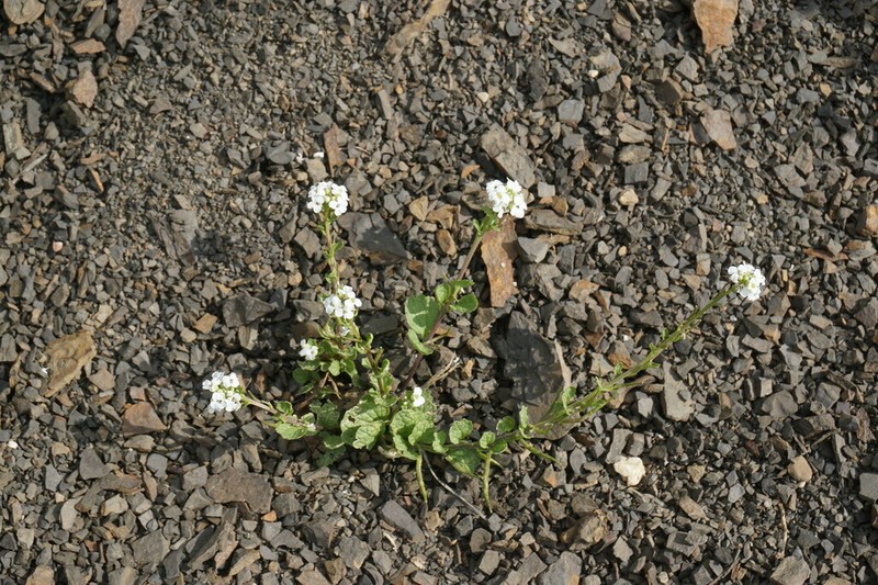 Alliaria taurica photo 6