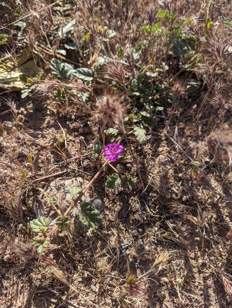 Trailing Windmills photo 8
