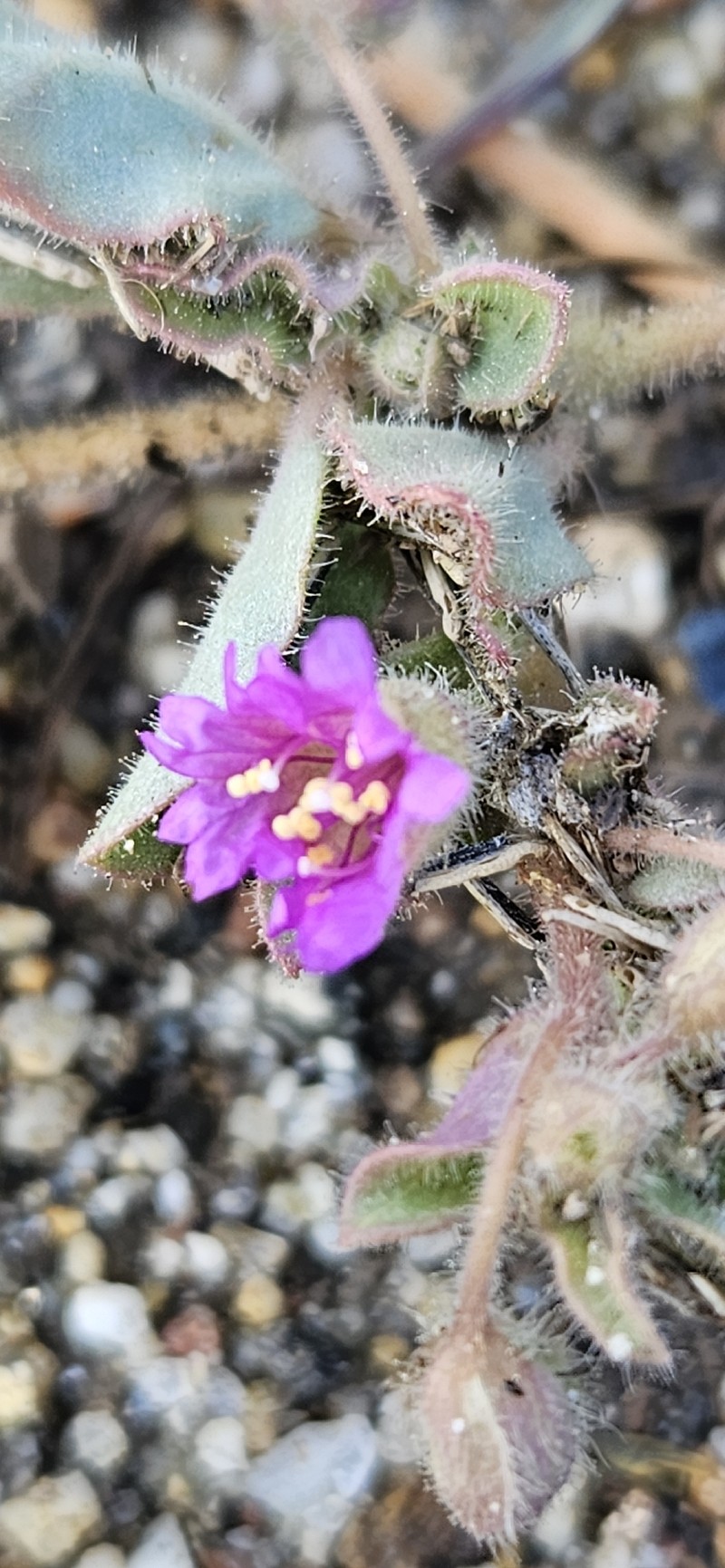 Allionia incarnata var. incarnata