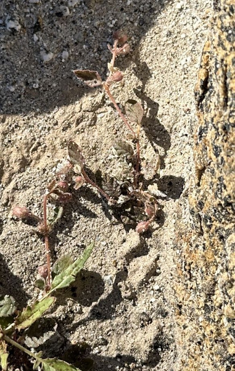 Allionia incarnata var. incarnata photo 2