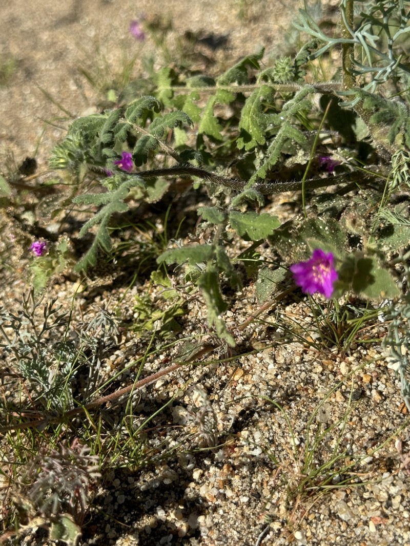 Allionia incarnata var. incarnata photo 3