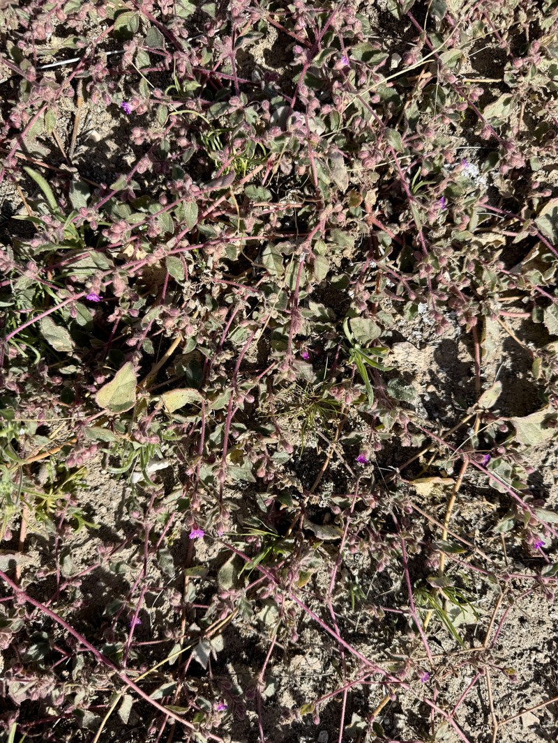 Allionia incarnata var. incarnata photo 4