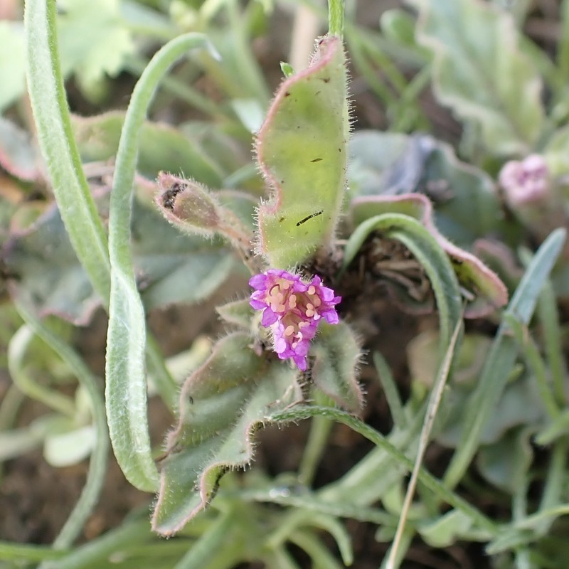 Allionia incarnata var. incarnata photo 5