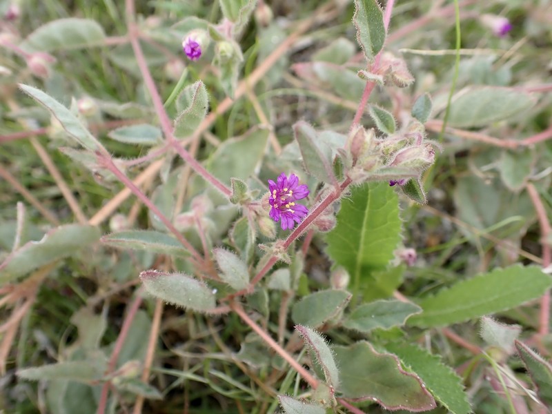 Allionia incarnata var. incarnata photo 6