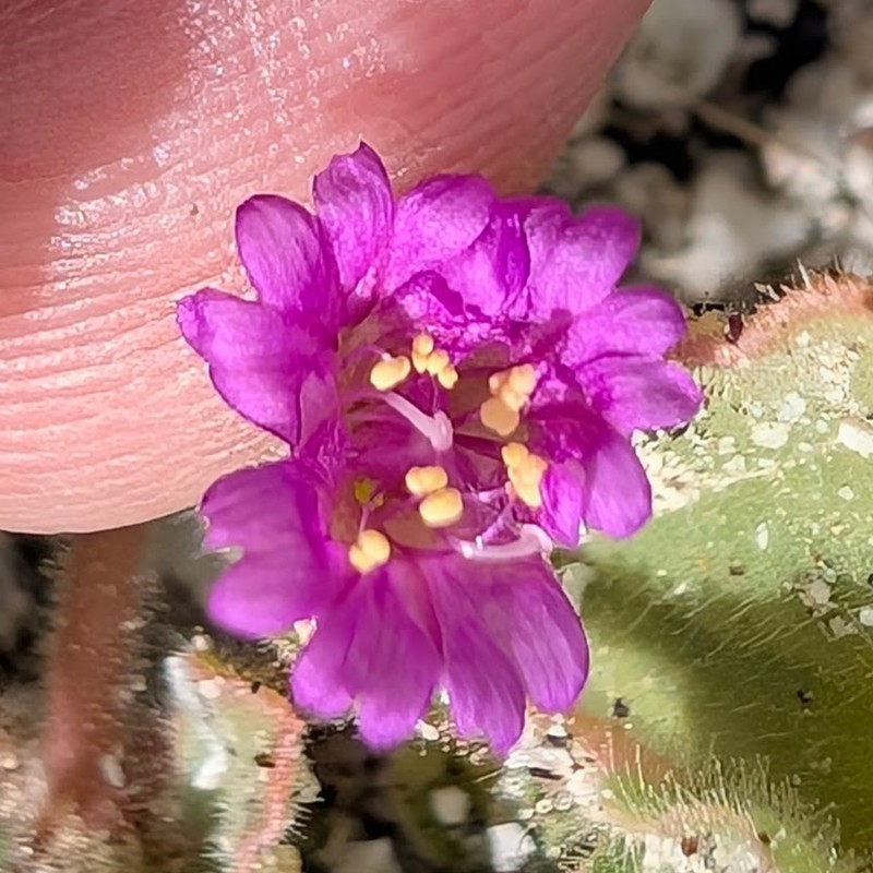 Allionia incarnata var. incarnata photo 7