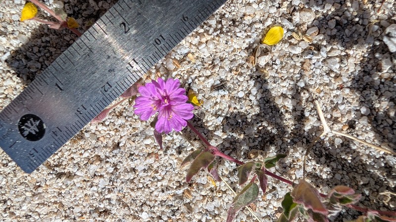 Allionia incarnata var. incarnata photo 8