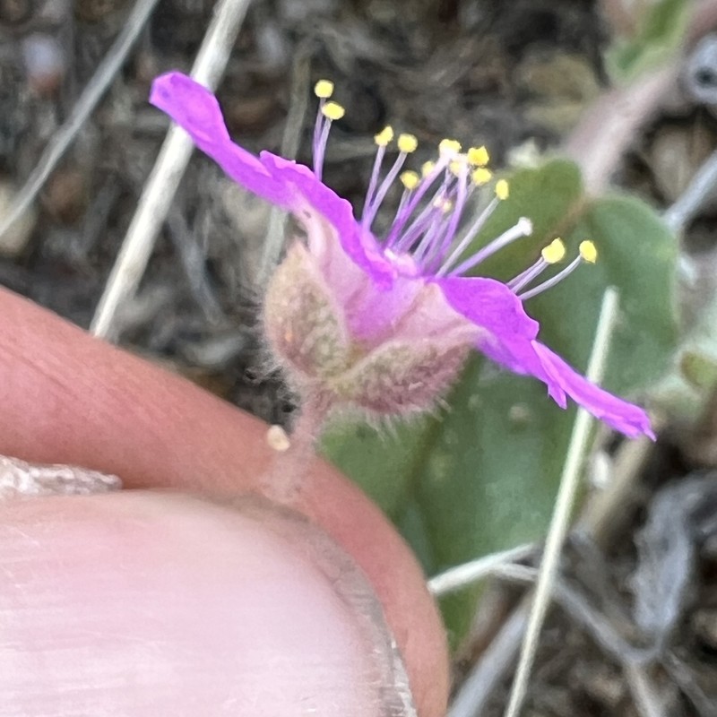 Allionia incarnata var. villosa