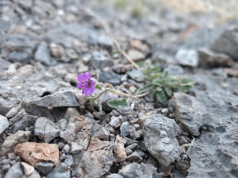 Allionia incarnata var. villosa photo 2