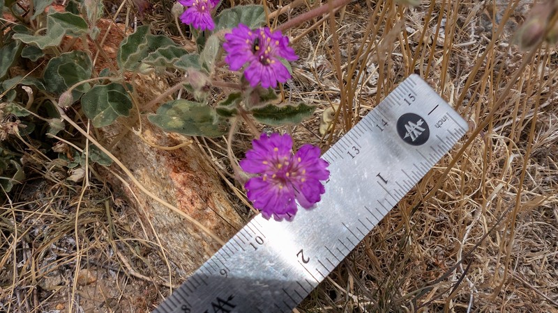 Allionia incarnata var. villosa photo 3