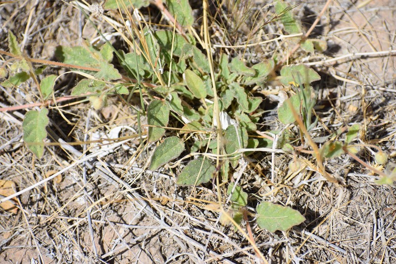 Allionia incarnata var. villosa photo 4