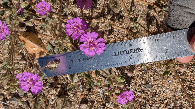 Allionia incarnata var. villosa photo 5