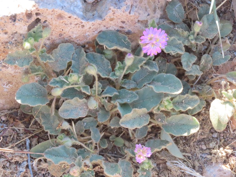Allionia incarnata var. villosa photo 6