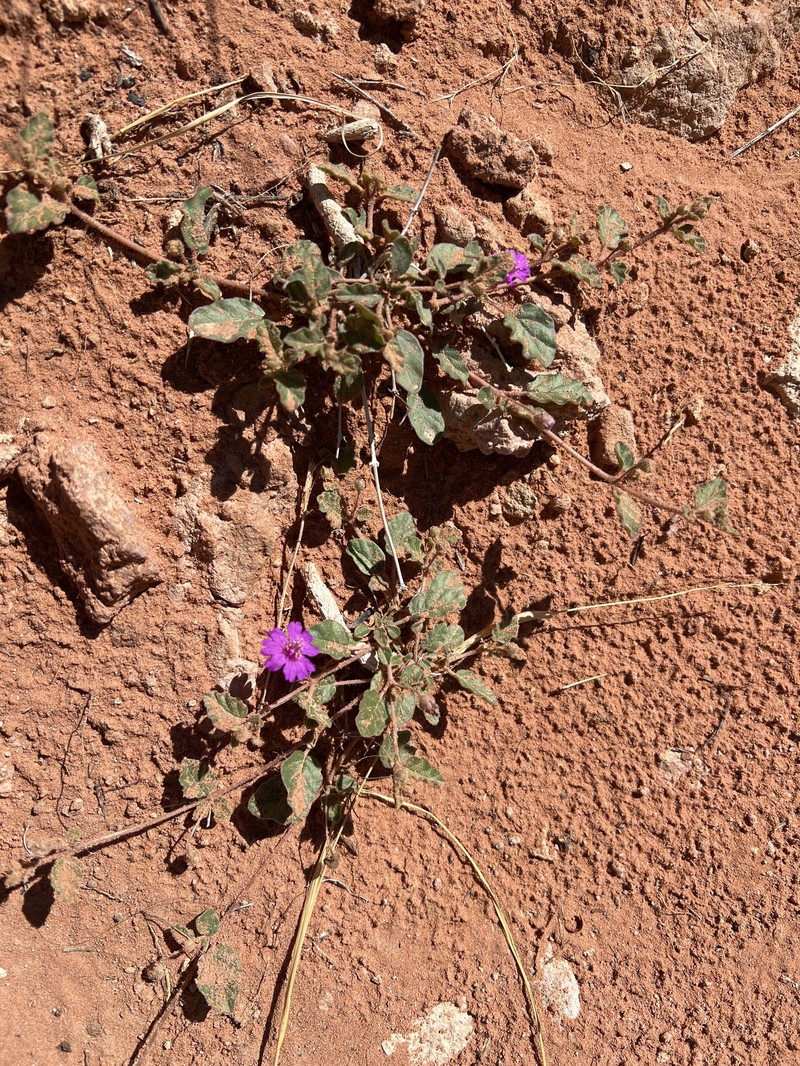 Allionia incarnata var. villosa photo 8
