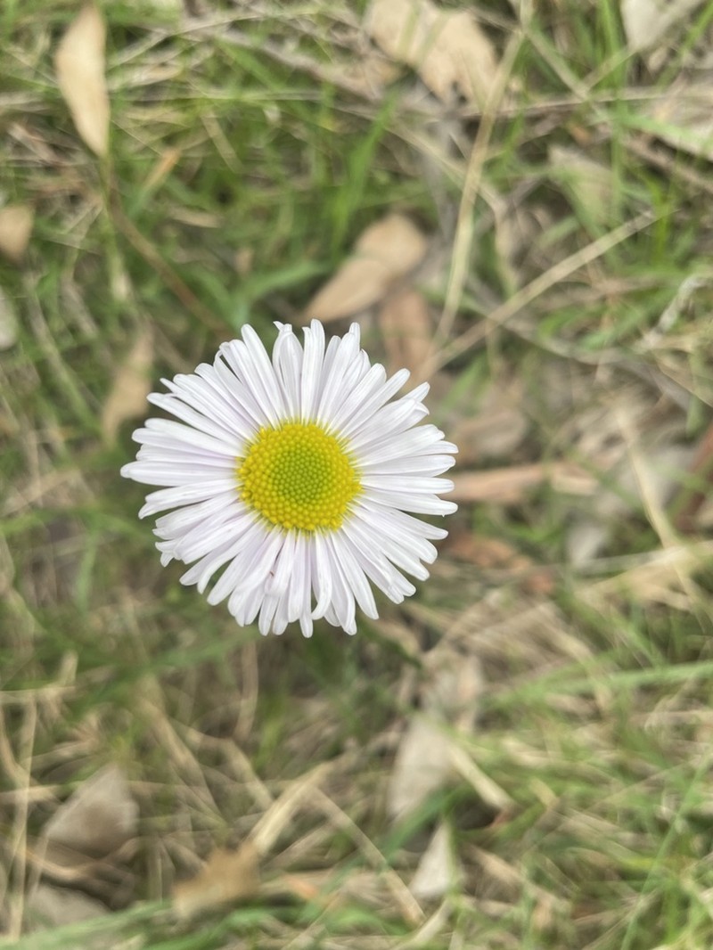 Allittia cardiocarpa