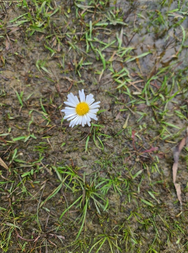Allittia cardiocarpa photo 3