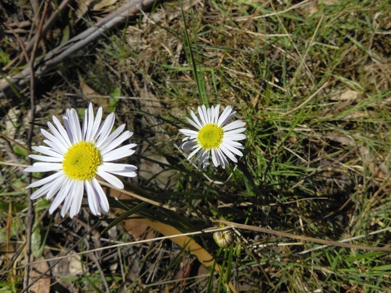 Allittia cardiocarpa photo 4