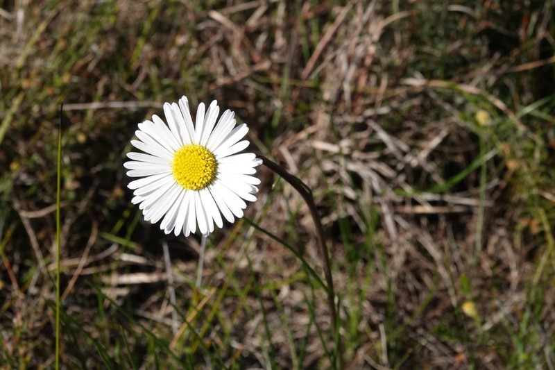 Allittia cardiocarpa photo 6