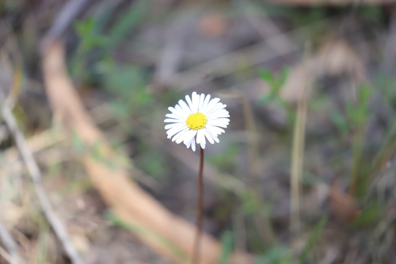 Allittia uliginosa