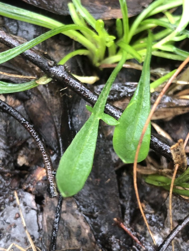 Allittia uliginosa photo 2