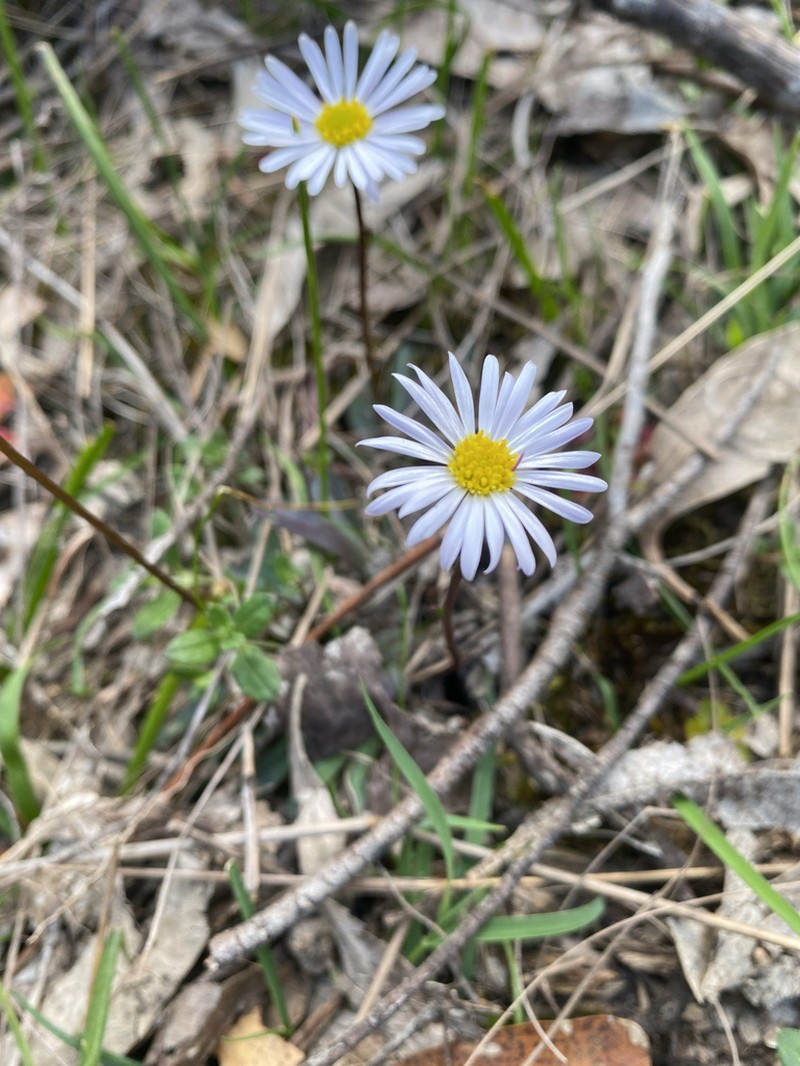 Allittia uliginosa photo 3