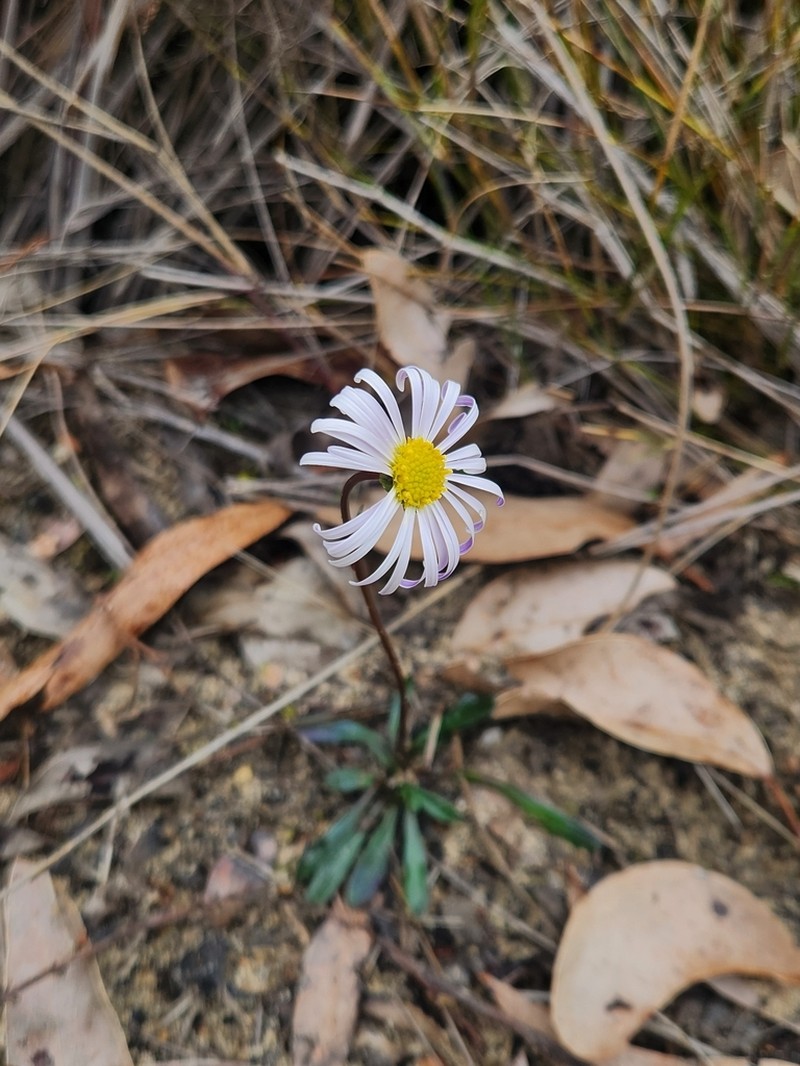 Allittia uliginosa photo 7