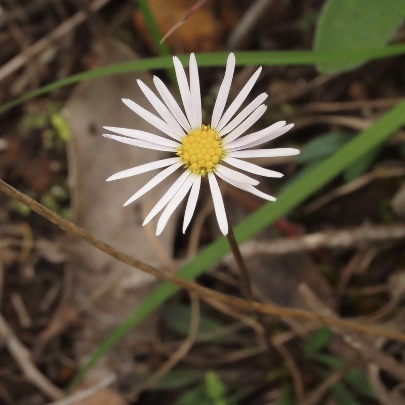 Allittia uliginosa photo 8