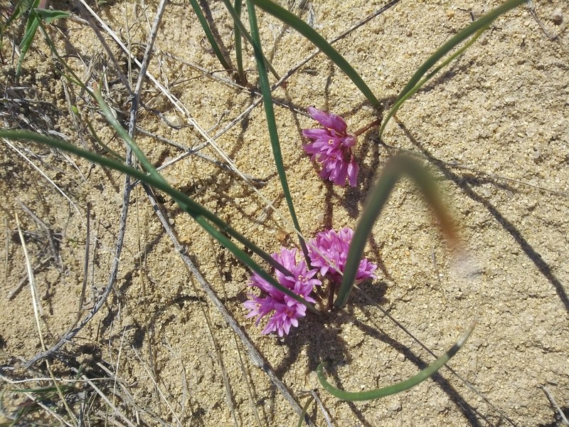 South Idaho Onion photo 2