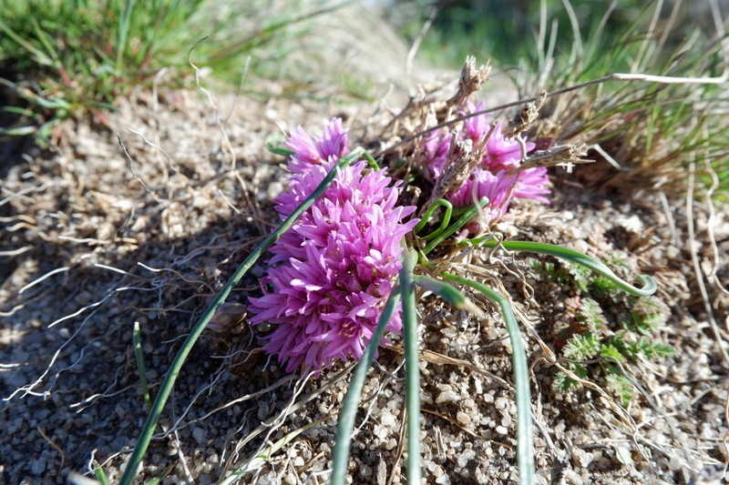 South Idaho Onion photo 6