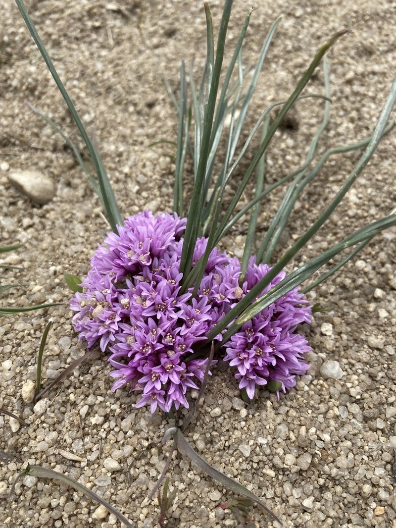 South Idaho Onion photo 7