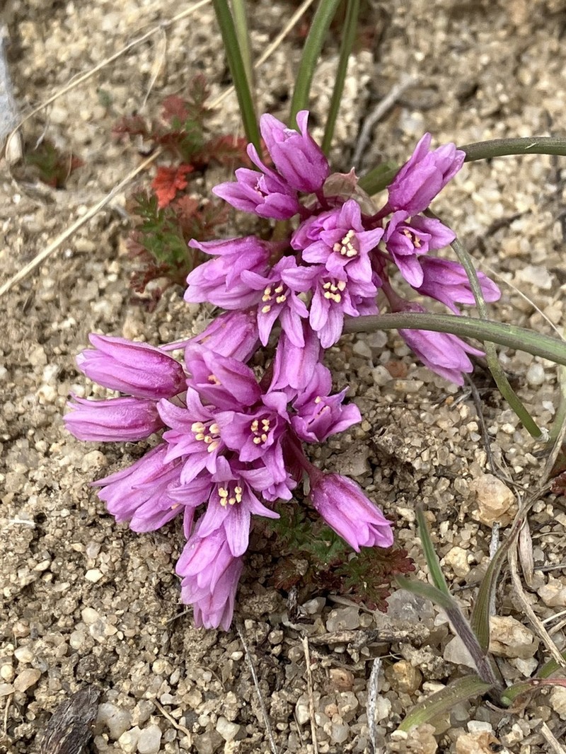 South Idaho Onion photo 8