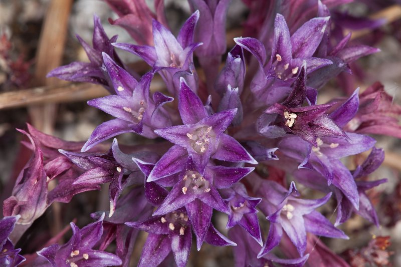 Abrams' Allium