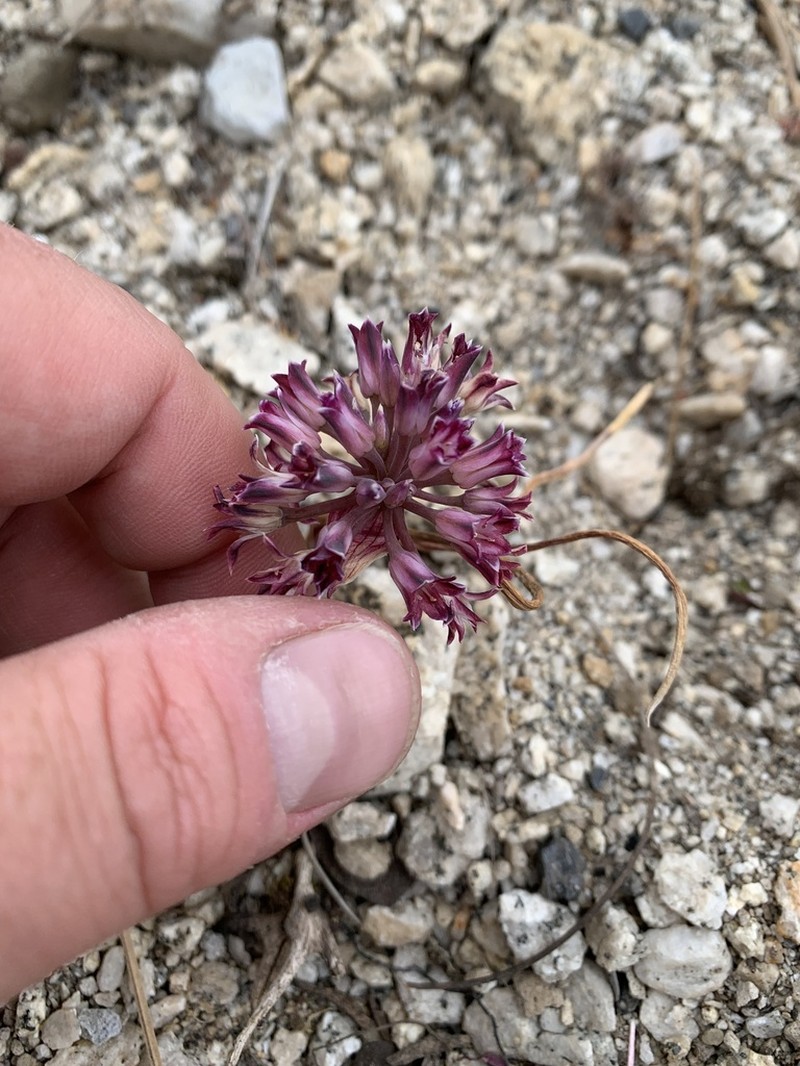 Abrams' Allium photo 2