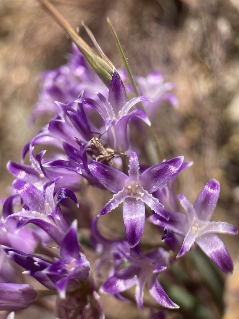 Abrams' Allium photo 3