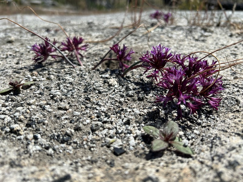 Abrams' Allium photo 4