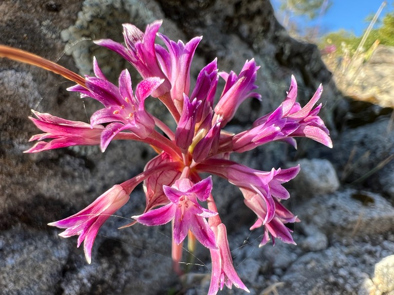 Abrams' Allium photo 5