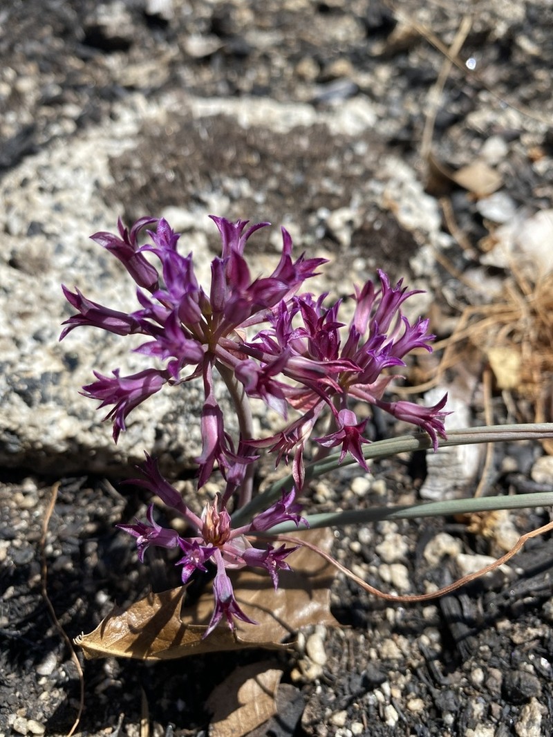 Abrams' Allium photo 6