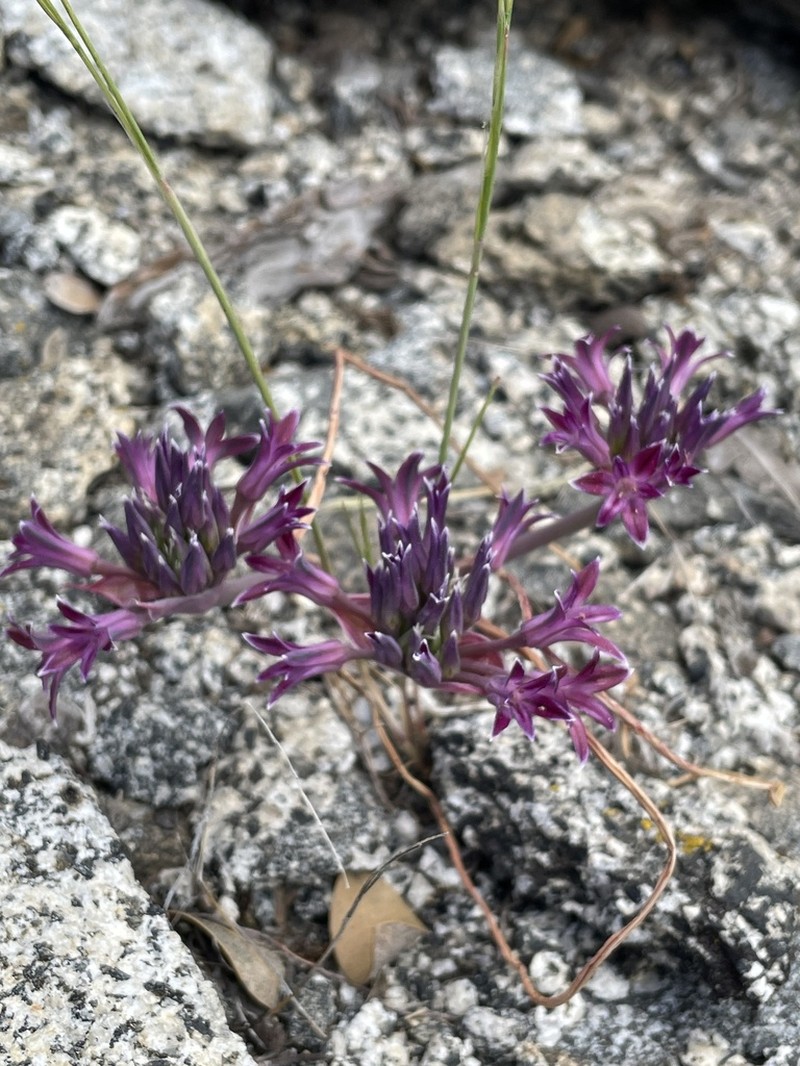 Abrams' Allium photo 7