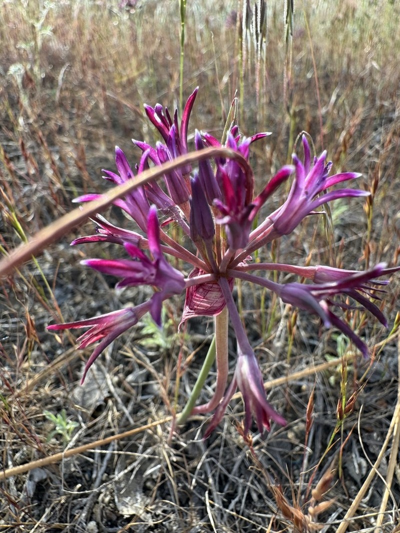 Abrams' Allium photo 8