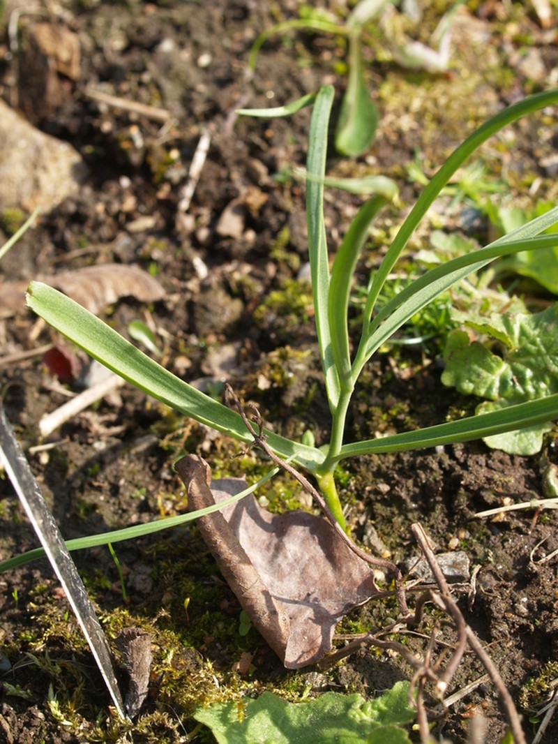 Allium aciphyllum
