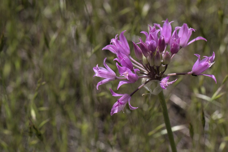 Tapertip Onion photo 4