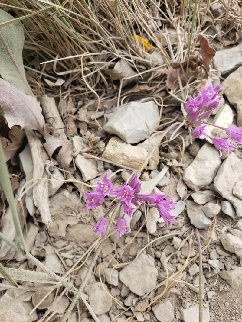 Tapertip Onion photo 7