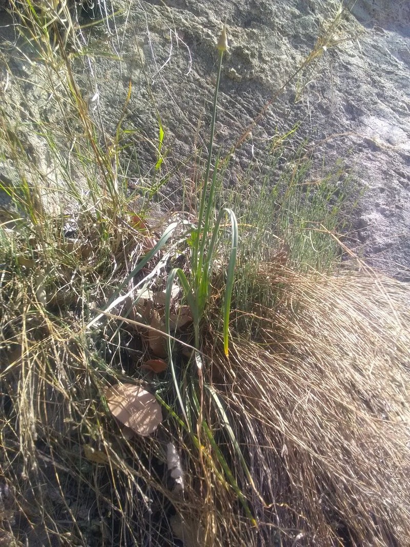 Allium acutiflorum photo 2