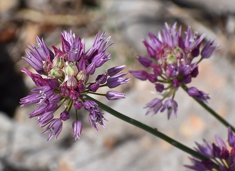 Allium acutiflorum photo 3
