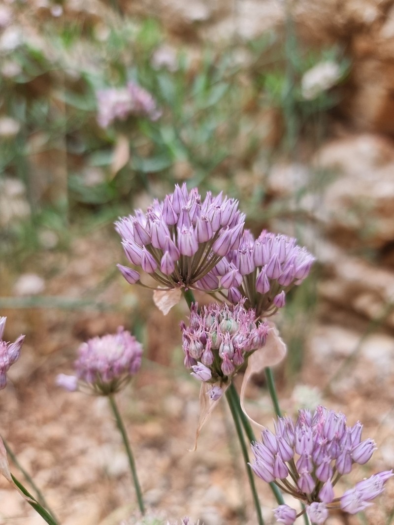 Allium acutiflorum photo 4