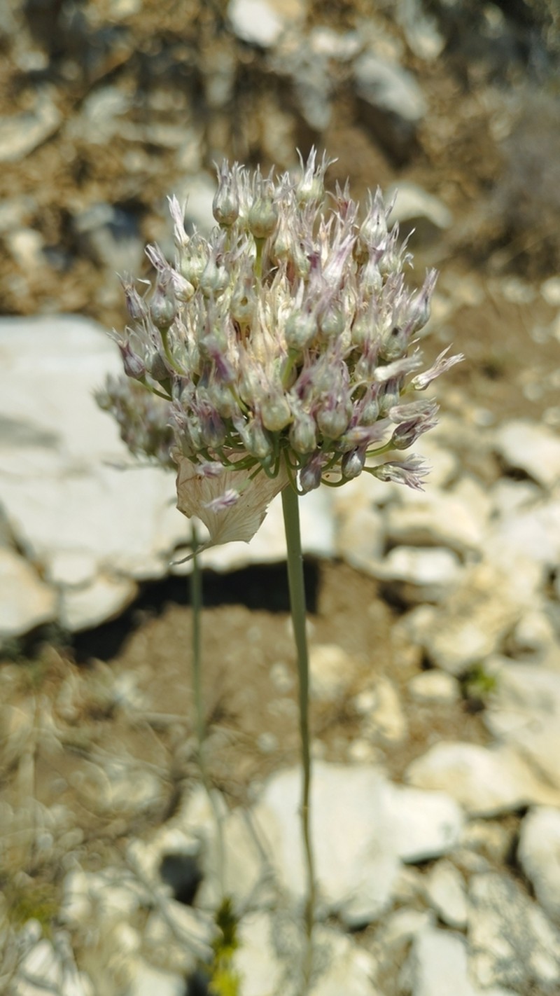 Allium acutiflorum photo 5