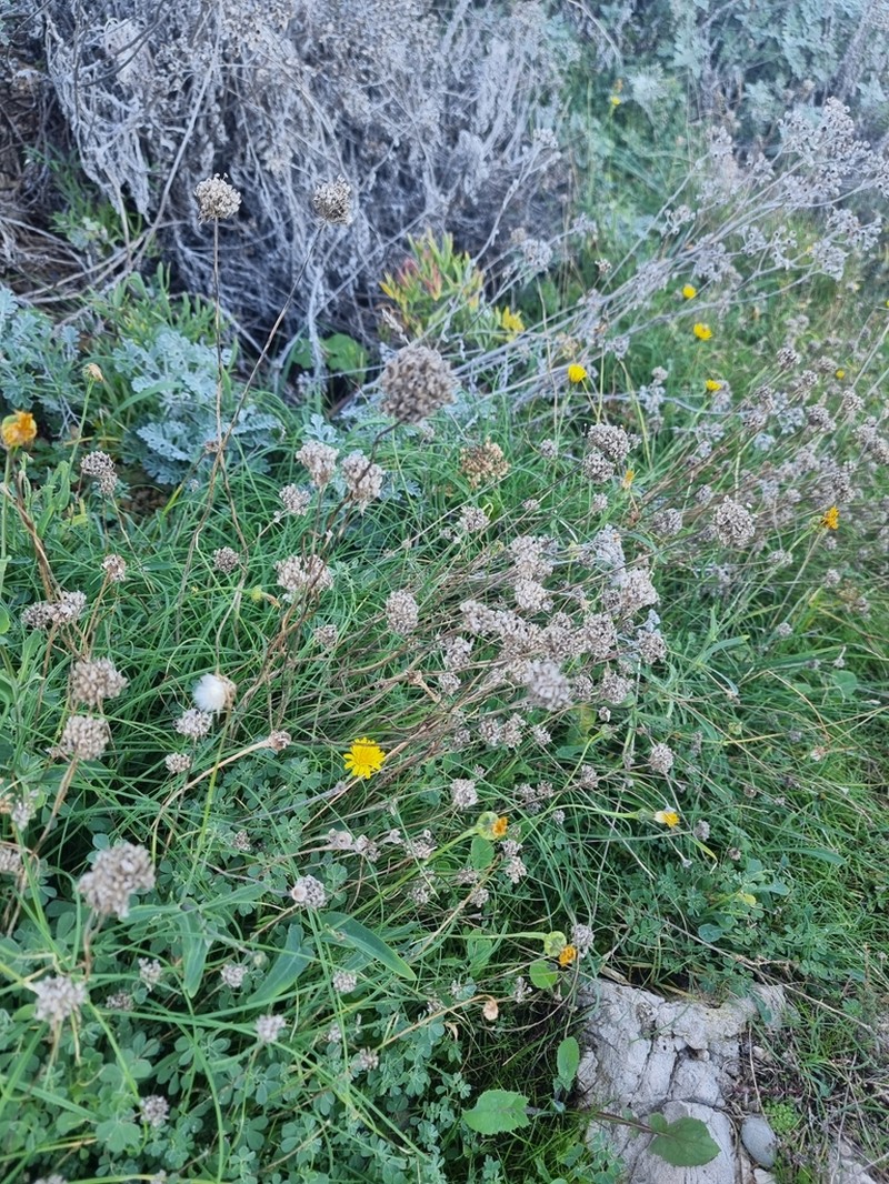 Allium acutiflorum photo 6