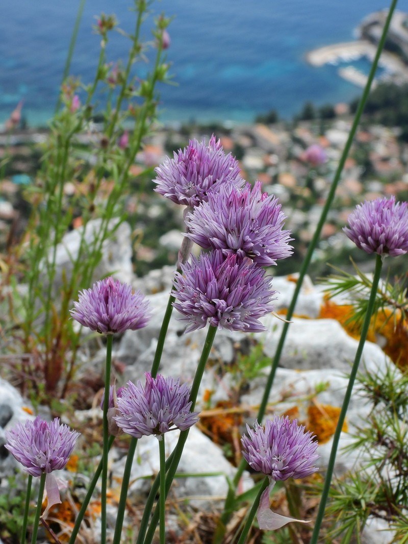 Allium acutiflorum photo 7