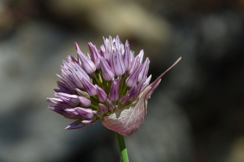 Allium acutiflorum photo 8