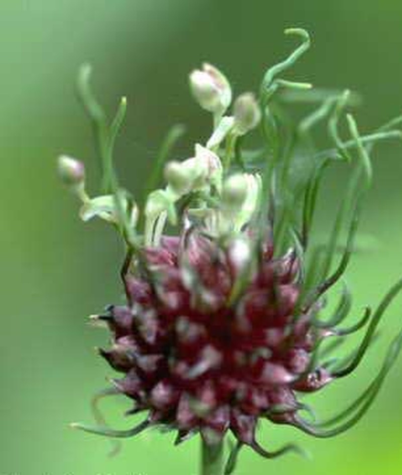 Allium affine